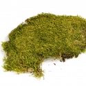 Terrario North King Moss 25g - flat moss